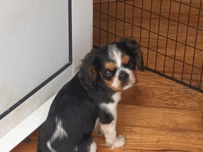 Cavalier King Charles Spaniel puppies in Leitrim