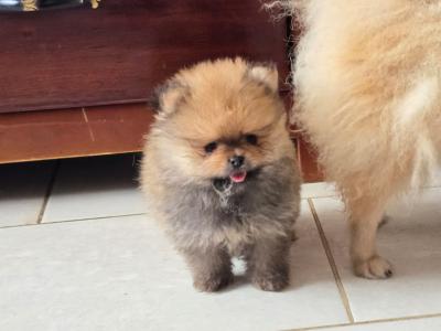 Exclusive Tiny Teddy Bear IKC Registered Pomeranian puppies in Tipperary