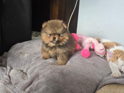 Exclusive Tiny Teddy Bear IKC Registered Pomeranian puppies in Tipperary