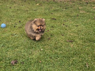 Exclusive Tiny Teddy Bear IKC Registered Pomeranian puppies in Tipperary