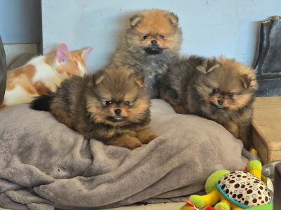 Exclusive Tiny Teddy Bear IKC Registered Pomeranian puppies in Tipperary