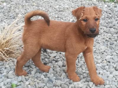 IKC Registered(pending) Purebred male Irish Terrier puppy 10 weeks old in Longford