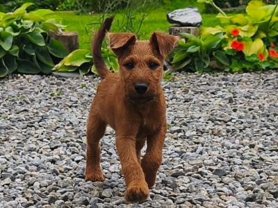 IKC Registered Purebred male Irish Terrier puppy in Longford