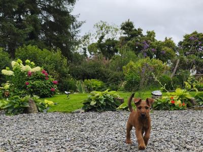 IKC Registered(pending) Purebred male Irish Terrier puppy 10 weeks old in Longford