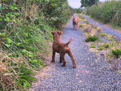 IKC Registered(pending) Purebred male Irish Terrier puppy 10 weeks old in Longford