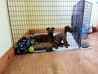 IKC Registered(pending) Purebred male Irish Terrier puppy 10 weeks old in Longford