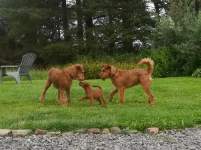 IKC Registered(pending) Purebred male Irish Terrier puppy 10 weeks old in Longford