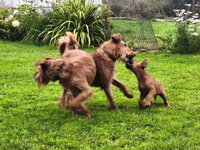 IKC Registered(pending) Purebred male Irish Terrier puppy 10 weeks old in Longford