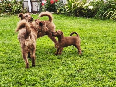 IKC Registered(pending) Purebred male Irish Terrier puppy 10 weeks old in Longford