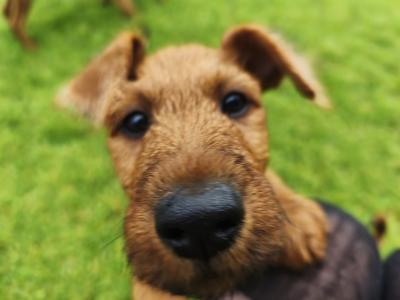 IKC Registered(pending) Purebred male Irish Terrier puppy 10 weeks old in Longford