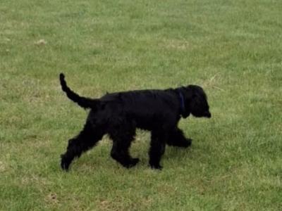 Male Cocker Spaniel puppy 10 months old in Laois