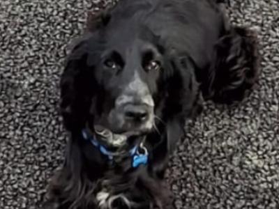 Male Cocker Spaniel puppy 10 months old in Laois