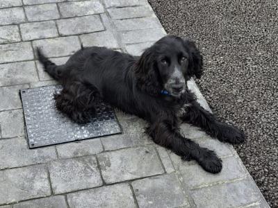 Male Cocker Spaniel puppy 10 months old in Laois