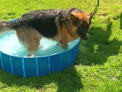 This is OPIE our cracking male GSD 47KG.