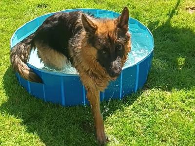 This is OPIE our cracking male GSD 47KG.