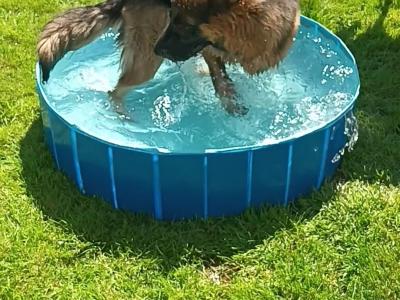 This is OPIE our cracking male GSD 47KG.