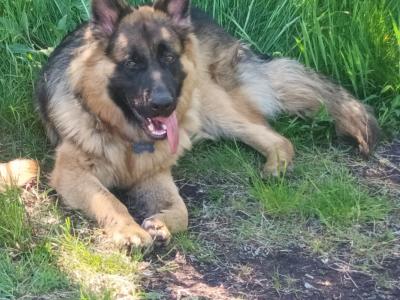 This is OPIE our cracking male GSD 47KG.