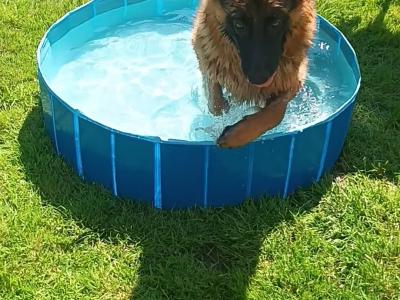 This is OPIE our cracking male GSD 47KG.