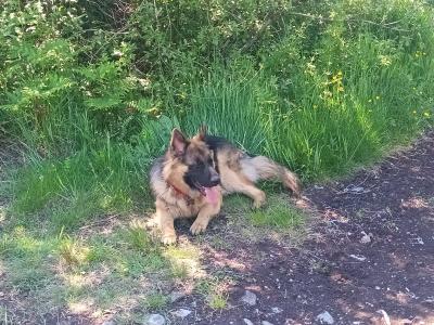 This is OPIE our cracking male GSD 47KG.