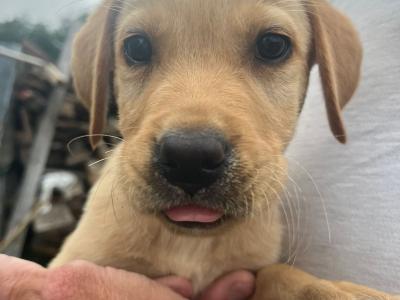 Golden Labrador pups in Cork