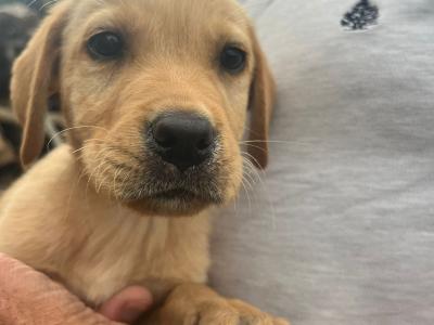 Golden Labrador pups in Cork