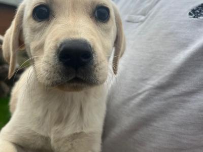 Golden Labrador pups in Cork