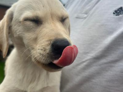 Golden Labrador pups in Cork