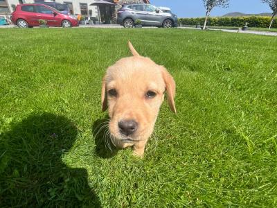 Golden Labrador pups in Cork