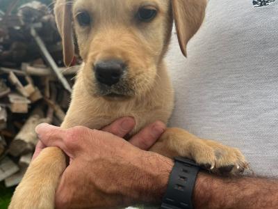 Golden Labrador pups in Cork