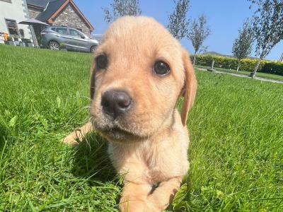 Golden Labrador pups in Cork
