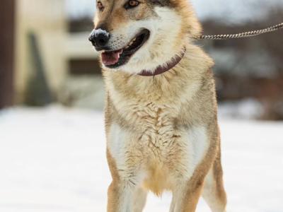 1 Rare male Wolfdog puppy in Cork - Socialised & Highly Trainable