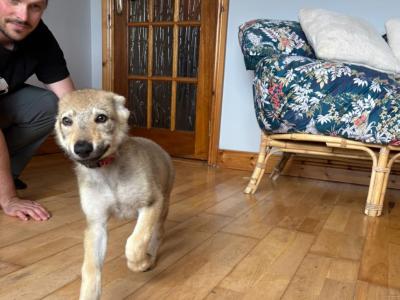 1 Rare male Wolfdog puppy in Cork - Socialised & Highly Trainable