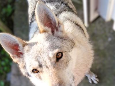 1 Rare male Wolfdog puppy in Cork - Socialised & Highly Trainable