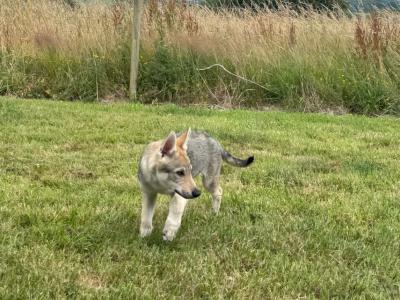 1 Rare male Wolfdog puppy in Cork - Socialised & Highly Trainable