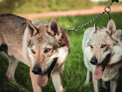 1 Rare male Wolfdog puppy in Cork - Socialised & Highly Trainable
