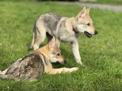 1 Rare male Wolfdog puppy in Cork - Socialised & Highly Trainable