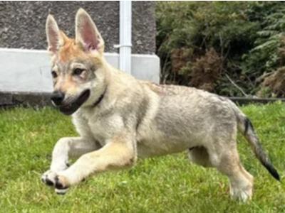 1 Rare male Wolfdog puppy in Cork - Socialised & Highly Trainable