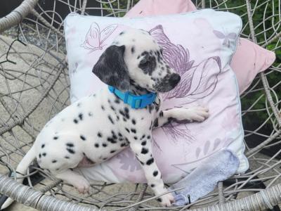 Dalmatian puppies for sale in Longford