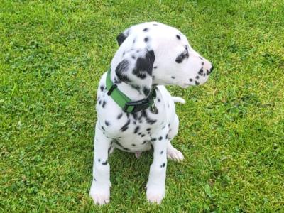 Dalmatian puppies for sale in Longford