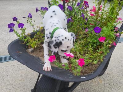 Dalmatian puppies for sale in Longford