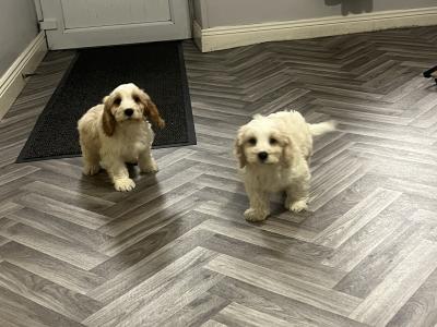 Stunning health checked Cavachon puppies 🐶 in Kilkenny