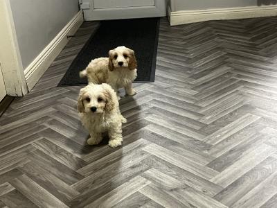 Stunning health checked Cavachon puppies 🐶 in Kilkenny