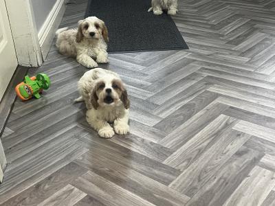Stunning health checked Cavachon puppies 🐶 in Kilkenny