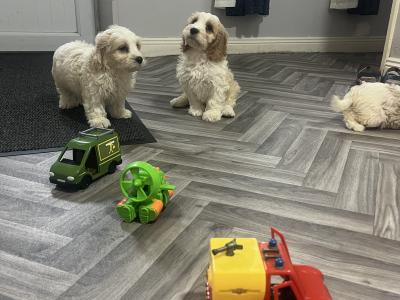 Stunning health checked Cavachon puppies 🐶 in Kilkenny