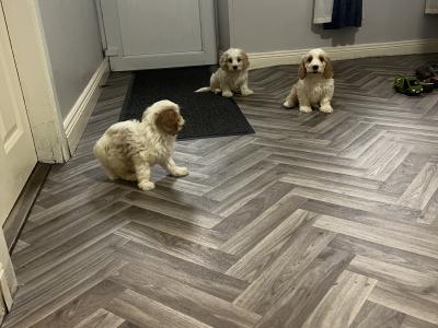 Stunning health checked Cavachon puppies 🐶 in Kilkenny