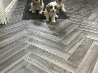 Stunning health checked Cavachon puppies 🐶 in Kilkenny