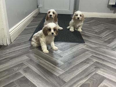Stunning health checked Cavachon puppies 🐶 in Kilkenny