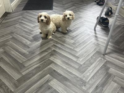 Stunning health checked Cavachon puppies 🐶 in Kilkenny
