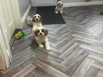 Stunning health checked Cavachon puppies 🐶 in Kilkenny