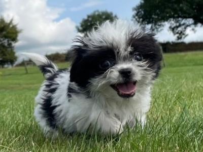 Maltese x Shih Tzu puppies in Wexford